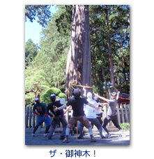 ザ・御神木！